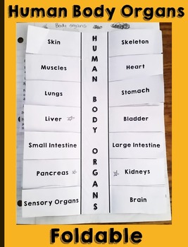 Preview of Human Body Organs Foldable