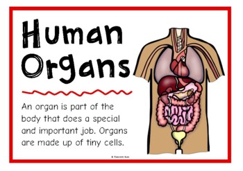 Preview of Human Body Organs Information Poster Set/Anchor Charts