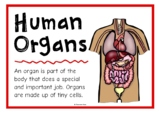 Human Body Organs Information Poster Set/Anchor Charts