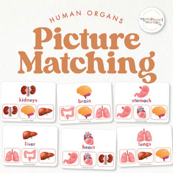 Preview of Human Body Organs Picture Matching | Anatomy for Toddlers, PreK and Kindergarten