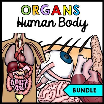 Preview of Human Body - Organs - Special Education - Science - Reading - Writing - BUNDLE