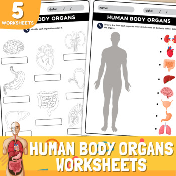 Human Body Organs Worksheets | Human Body Anatomy For Kids | TPT
