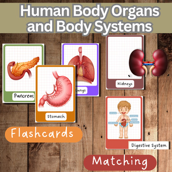 Preview of Human Body Organs and Body Systems -Human Anatomy-Flash Cards &Matching Activity