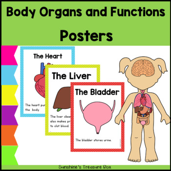 Preview of Human Body Organs and Functions Posters Set 1 | Inside the Human Body Posters