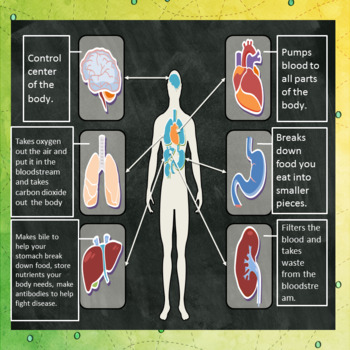 Human Body Organs and Their Functions Lesson by Mrs J's Place | TpT