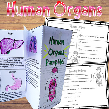 Preview of Human Body Organs and Their Functions Pamphlet Craftivity