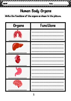 Preview of Human Body Organs for primary and secondary school children
