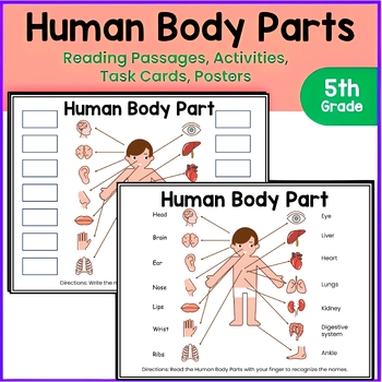 Preview of Human Body Parts Activities, Task Cards