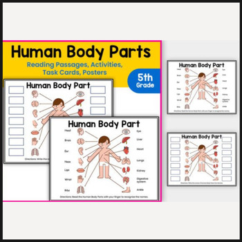 Preview of Human Body Parts Activities, Task Cards | Human Body Worksheets