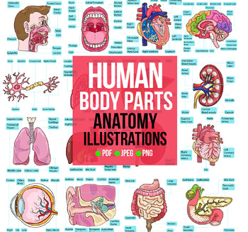Preview of Human Body Parts Anatomy Bundle