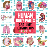 Human Body Parts Anatomy Bundle