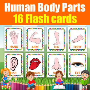 Human Body Parts Flash Cards. 16 Printable flashcards for K & Prek Kids