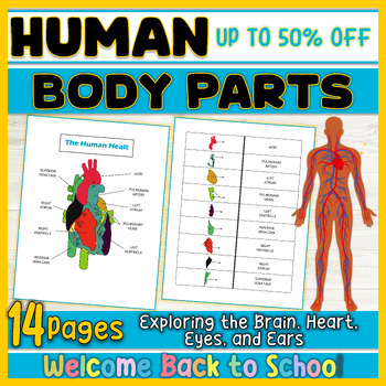 Human Body Parts Print: Illustrated Guide to Brain Regions and Organ ...