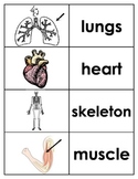 Human Body Parts Flashcards {Review cards}