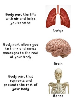 Human Body Parts - Human Anatomy