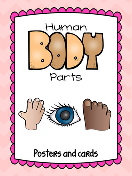 Preview of Human Body Parts posters and cards