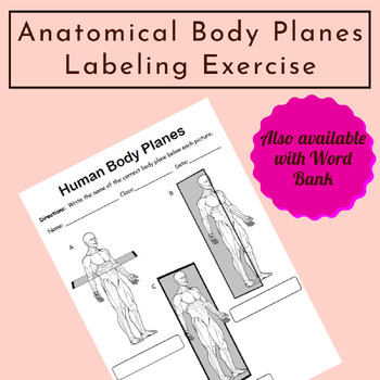 Preview of Human Body Planes Labeling Worksheets