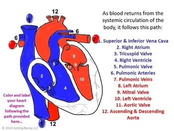Circulatory & Lymphatic Systems PowerPoint & Notes | TpT