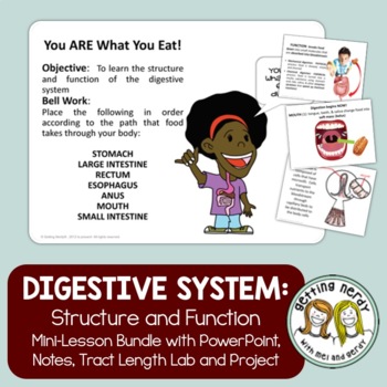 Preview of Digestive System - Human Body PowerPoint, Notes, Lab and Project