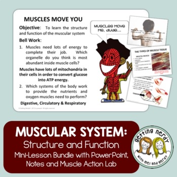 Preview of Muscular System - Human Body PowerPoint, Notes and Lab