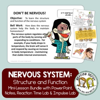 Preview of Nervous System - Human Body PowerPoint, Notes and Labs