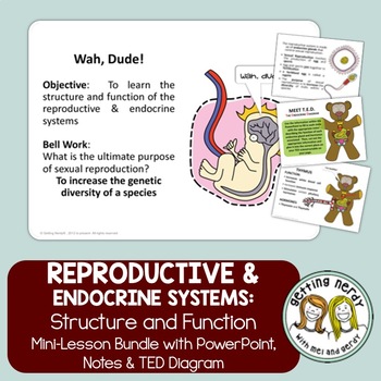 Preview of Reproductive & Endocrine Systems - Human Body PowerPoint, Notes, and Activity