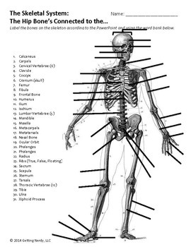 Skeletal System by Getting Nerdy with Mel and Gerdy | TpT