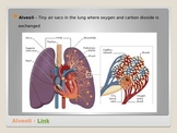 Anatomy - Human Body - Respiratory System