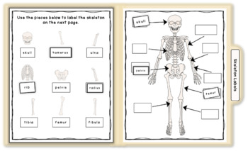 Human Body Skeletal System interactive books and file folder games