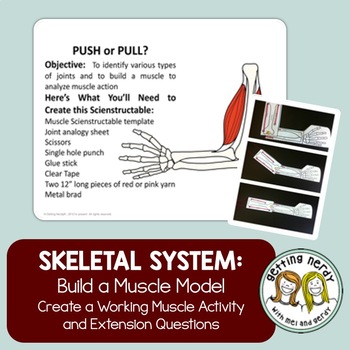 Skeletal and Muscular System - Joint Model by Getting Nerdy with Mel