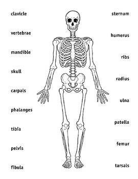 Human Body – Skeleton by La Paloma | Teachers Pay Teachers