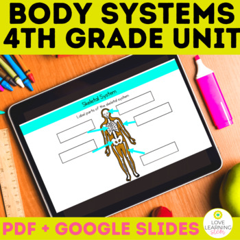 Preview of Human Body Structure and Function Activities Bundle