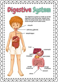 Human Body Systems - Digestive & Urinary System: Posters & Worksheets