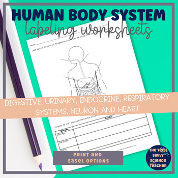 Preview of Human Body System Labeling Worksheets