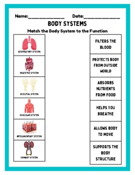 Preview of Human Body System Matching