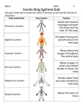 Human Body System Matching Cards & Matching Quiz by Amanda Runion