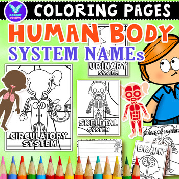 Preview of Human Body System Names Science Coloring & Writing Paper ELA Activities No PREP