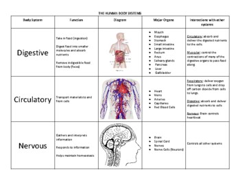 Preview of Human Body System Study Guide