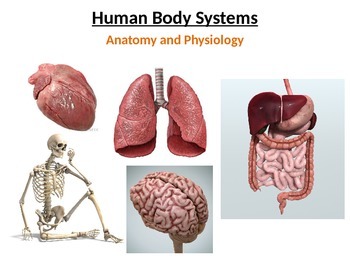 Human Body Systems by Rick Bobrick | Teachers Pay Teachers