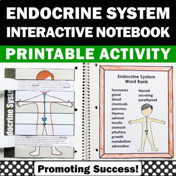 Preview of Endocrine System Human Body Systems Project 5th Science Interactive Notebook