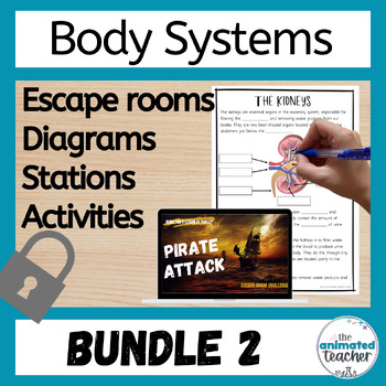 Preview of Human Body Systems Worksheets and Activities Bundle 2