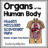 Human Body Systems Activity - Human Body Organs Vocabulary
