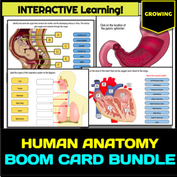 Preview of Human Body Systems (Anatomy) BOOM Card Bundle - GROWING!