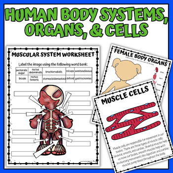 Preview of Human Body Systems Body Organs & Cells Bundle