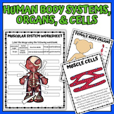 Human Body Systems Body Organs & Cells Bundle