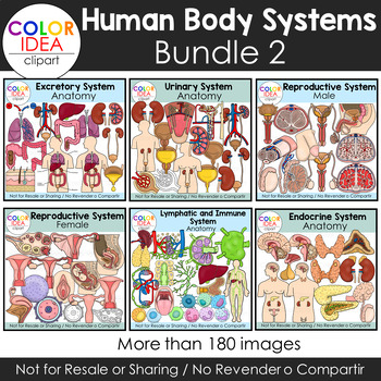 Preview of Human Body Systems - Bundle 2