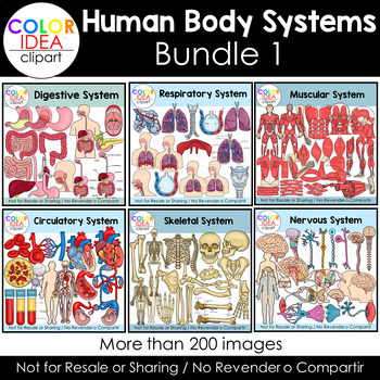 Preview of Human Body Systems - Bundle 1