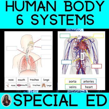 Preview of Human Body Activities for Special Education Human Body Systems Anatomy Review