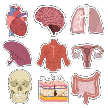 Human Body Systems Cartoons (All 11 Systems) by It's Simply Scientific