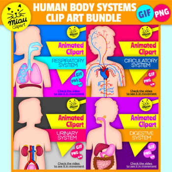 Preview of Human Body Systems Clip Art Bundle | Organs Anatomy graphics | GIFs and PNG